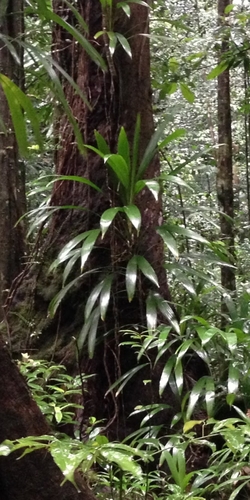 Asplundia rigida photographed in Dominica