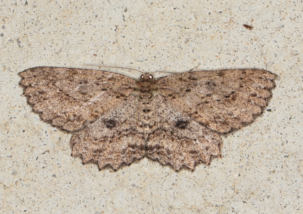Ectropis despicata