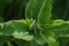 Chlorophanus viridis