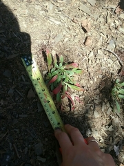 Oenothera argillicola