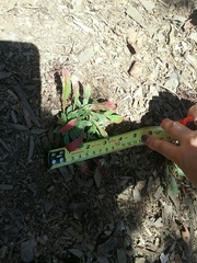 Oenothera argillicola