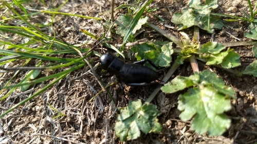 European Field Cricket