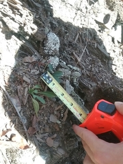 Oenothera argillicola