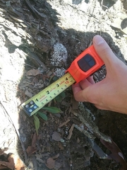 Oenothera argillicola