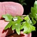 Small-flowered Nemophila - Photo (c) Bruce Newhouse, some rights reserved (CC BY-NC-ND), uploaded by Bruce Newhouse