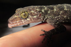 Cyrtodactylus tripuraensis