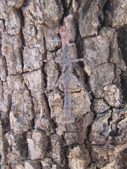 Ciulfina biseriata