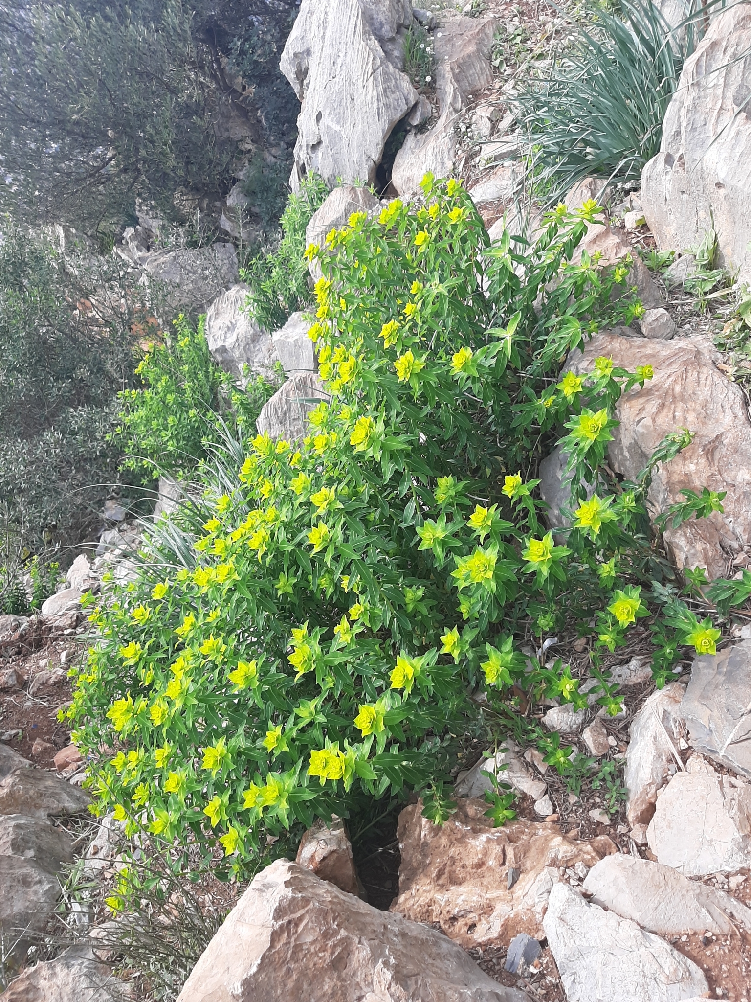 Euphorbia clementei