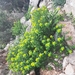 Euphorbia clementei - Photo (c) Farid Belbachir, osa oikeuksista pidätetään (CC BY-NC), lähettänyt Farid Belbachir