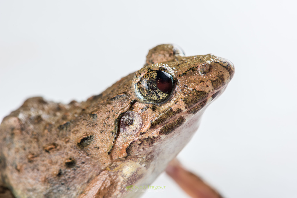 Pierre's Cricket Frog