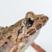 Pierre's Wart Frog - Photo (c) Jonathan Hakim, some rights reserved (CC BY-NC), uploaded by Jonathan Hakim