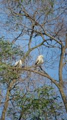 Ducula bicolor