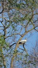 Ducula bicolor