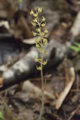 Neottia acuminata