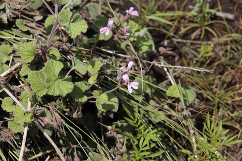 Long Roundleaf Storksbill (Pelargonium hypoleucum)
