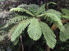 Cyathea arborea