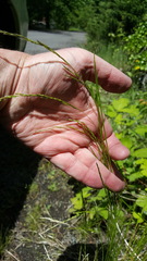 Deschampsia elongata