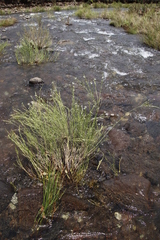 Gomphostigma virgatum