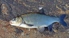 Leuciscus idus