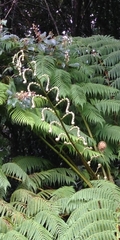 Cyathea arborea