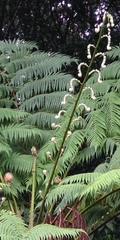 Cyathea arborea