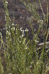 Gomphostigma virgatum