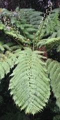 Cyathea arborea