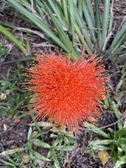 Scadoxus