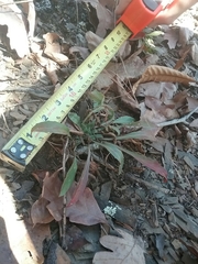 Oenothera argillicola