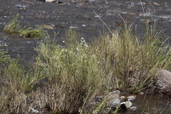 Gomphostigma virgatum