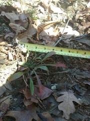 Oenothera argillicola