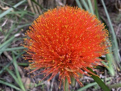 Scadoxus