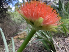 Scadoxus