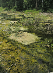 Hygroamblystegium humile