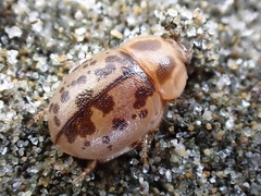 Chaerodes trachyscelides