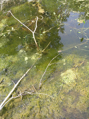 Hygroamblystegium humile