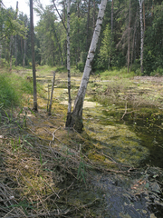 Hygroamblystegium humile