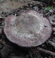 Agaricus diminutivus