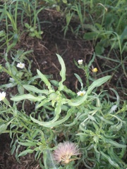 Noticastrum diffusum