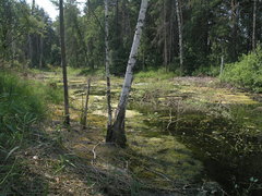 Hygroamblystegium humile