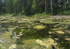 Hygroamblystegium humile
