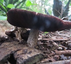 Agaricus diminutivus
