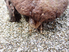 Chaerodes trachyscelides