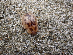 Chaerodes trachyscelides