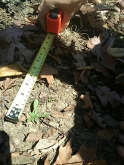 Oenothera argillicola