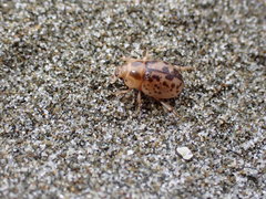 Chaerodes trachyscelides