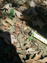 Oenothera argillicola