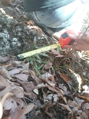 Oenothera argillicola