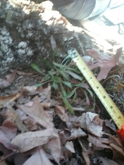 Oenothera argillicola