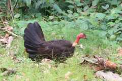 Alectura lathami lathami